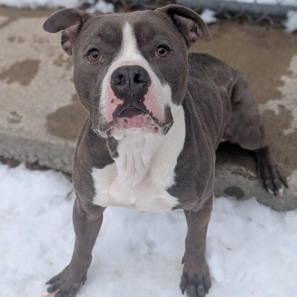 Enlarge Hunka L-5-26, a Adoptable Pit Bull Terrier in Watertown, NY image 1/5