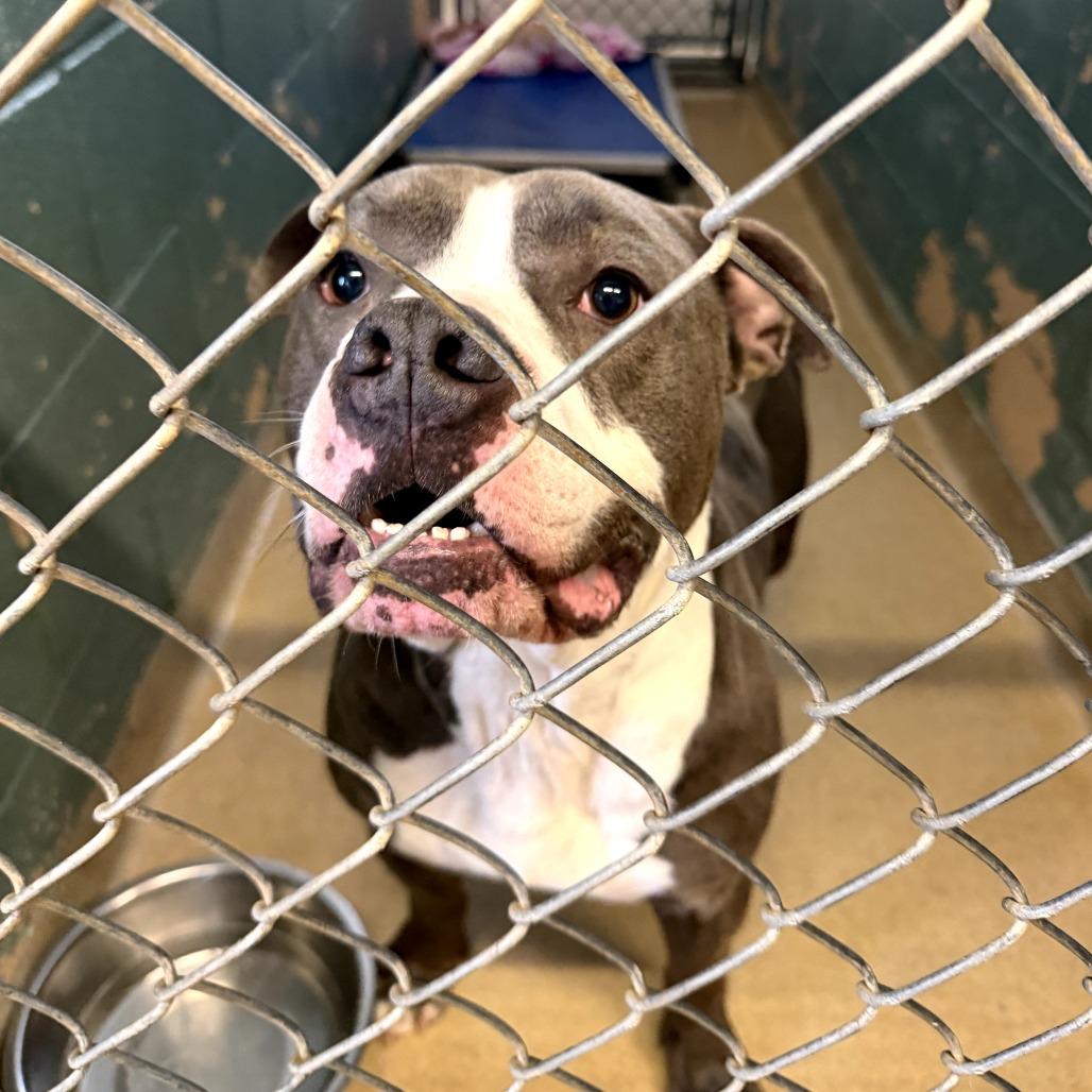 Enlarge Hunka L-5-26, a Adoptable Pit Bull Terrier in Watertown, NY image 2/5