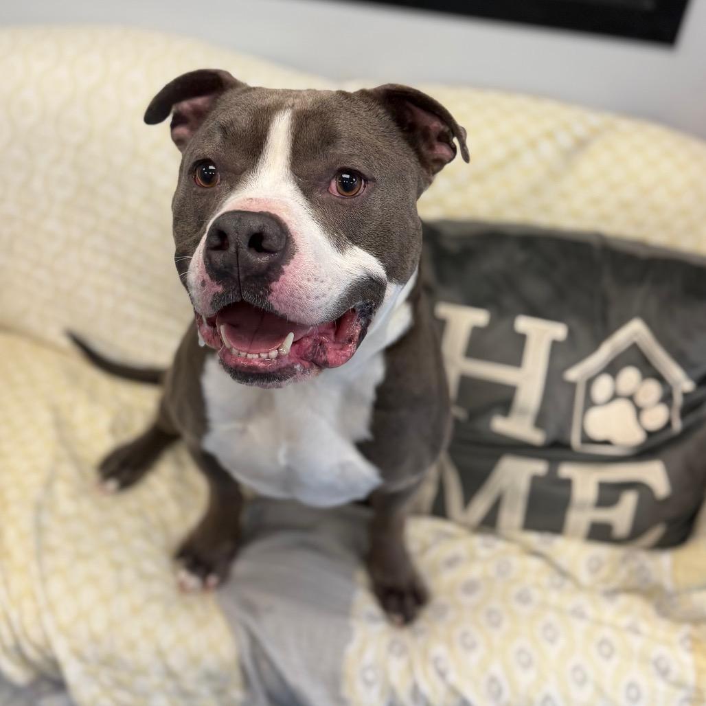 Enlarge Hunka L-5-26, a Adoptable Pit Bull Terrier in Watertown, NY image 3/6