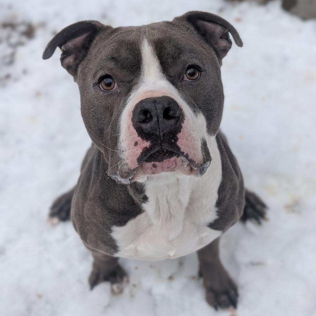 Enlarge Hunka L-5-26, a Adoptable Pit Bull Terrier in Watertown, NY image 3/5