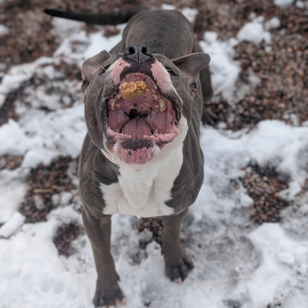 Enlarge Hunka L-5-26, a Adoptable Pit Bull Terrier in Watertown, NY image 4/5