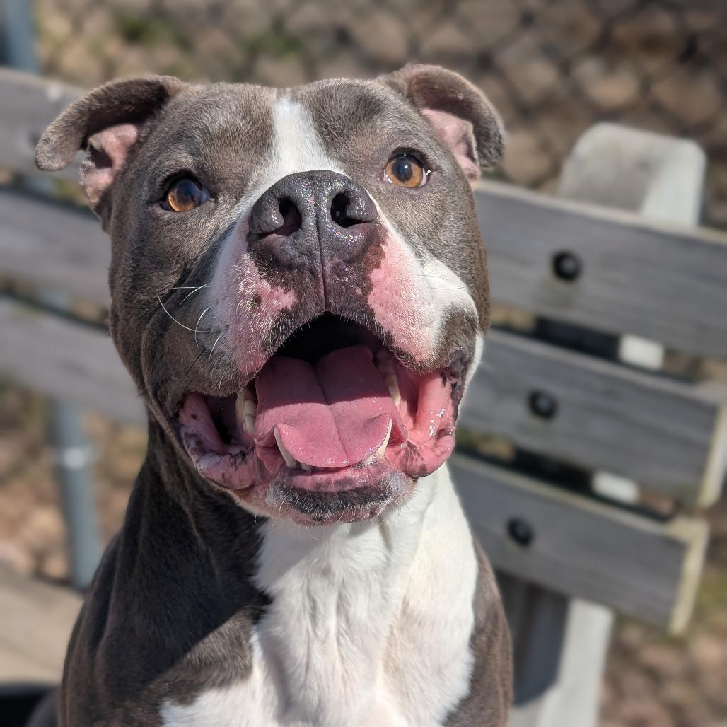 Enlarge Hunka L-5-26, a Adoptable Pit Bull Terrier in Watertown, NY image 5/5