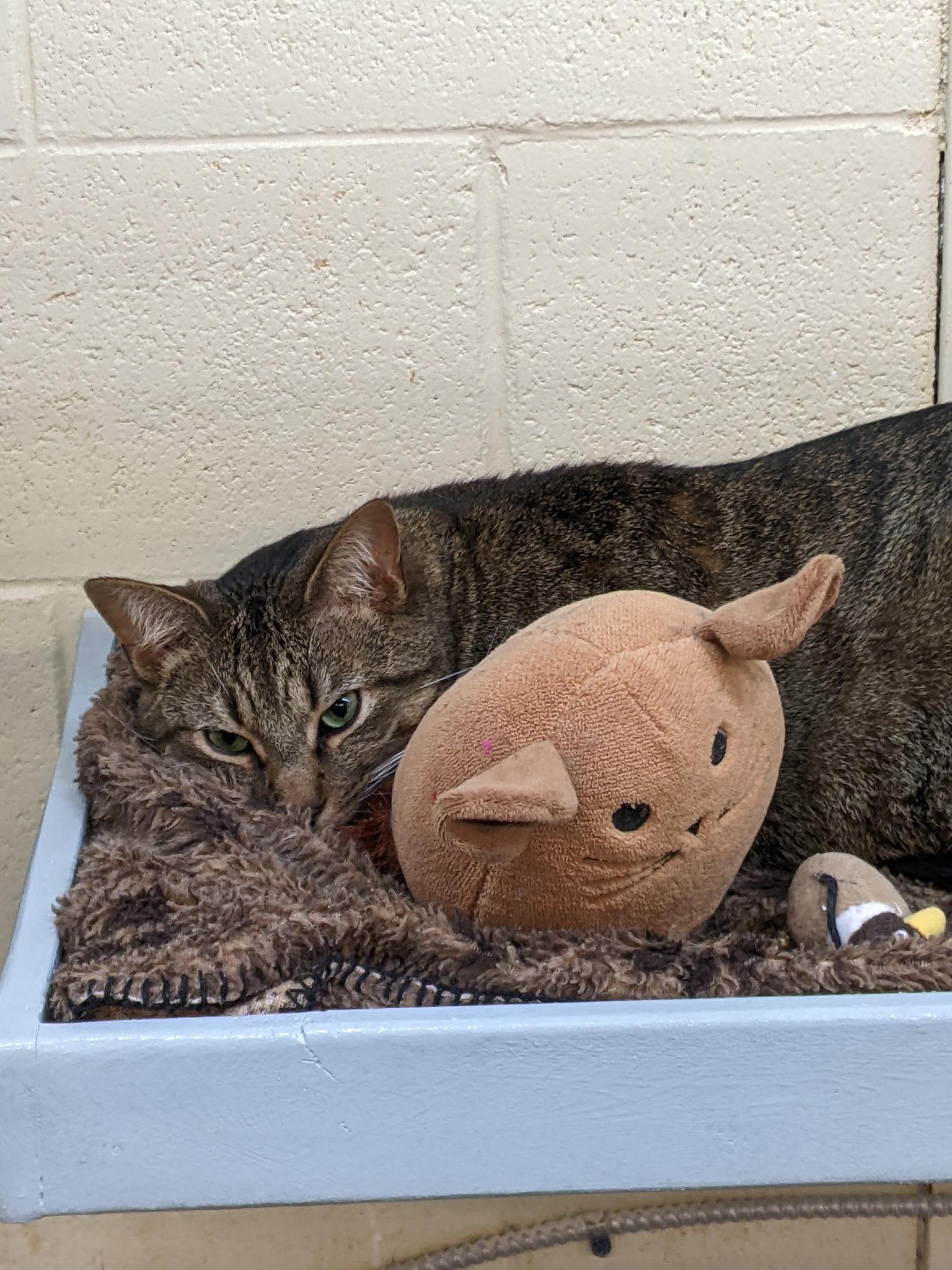 Kevin, a ADOPTABLE Domestic Short Hair in Barrie, ON image 2/3