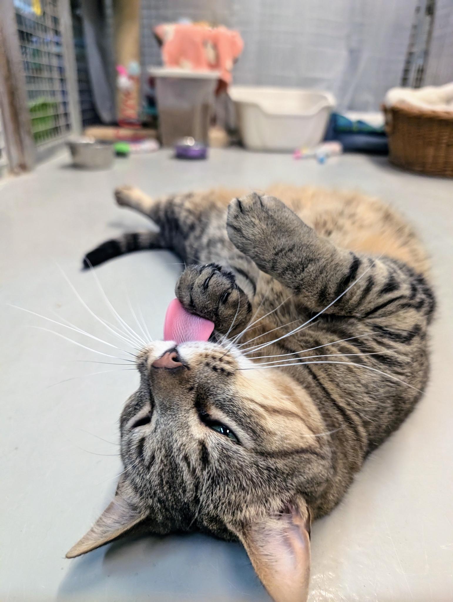 Kevin, ADOPTABLE, Adult Male Domestic Short Hair.