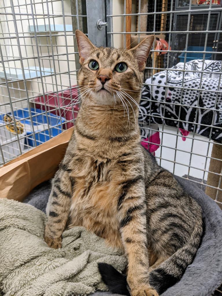 Kevin, a ADOPTABLE Domestic Short Hair in Barrie, ON image 3/3