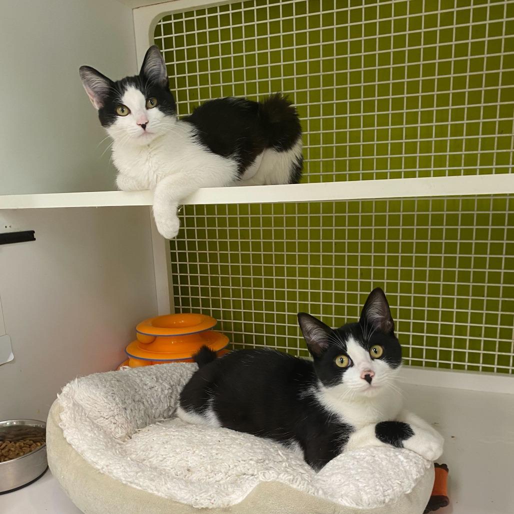 Enlarge Sylvie, a Adoptable Domestic Short Hair in Tallahassee, FL image 1/4