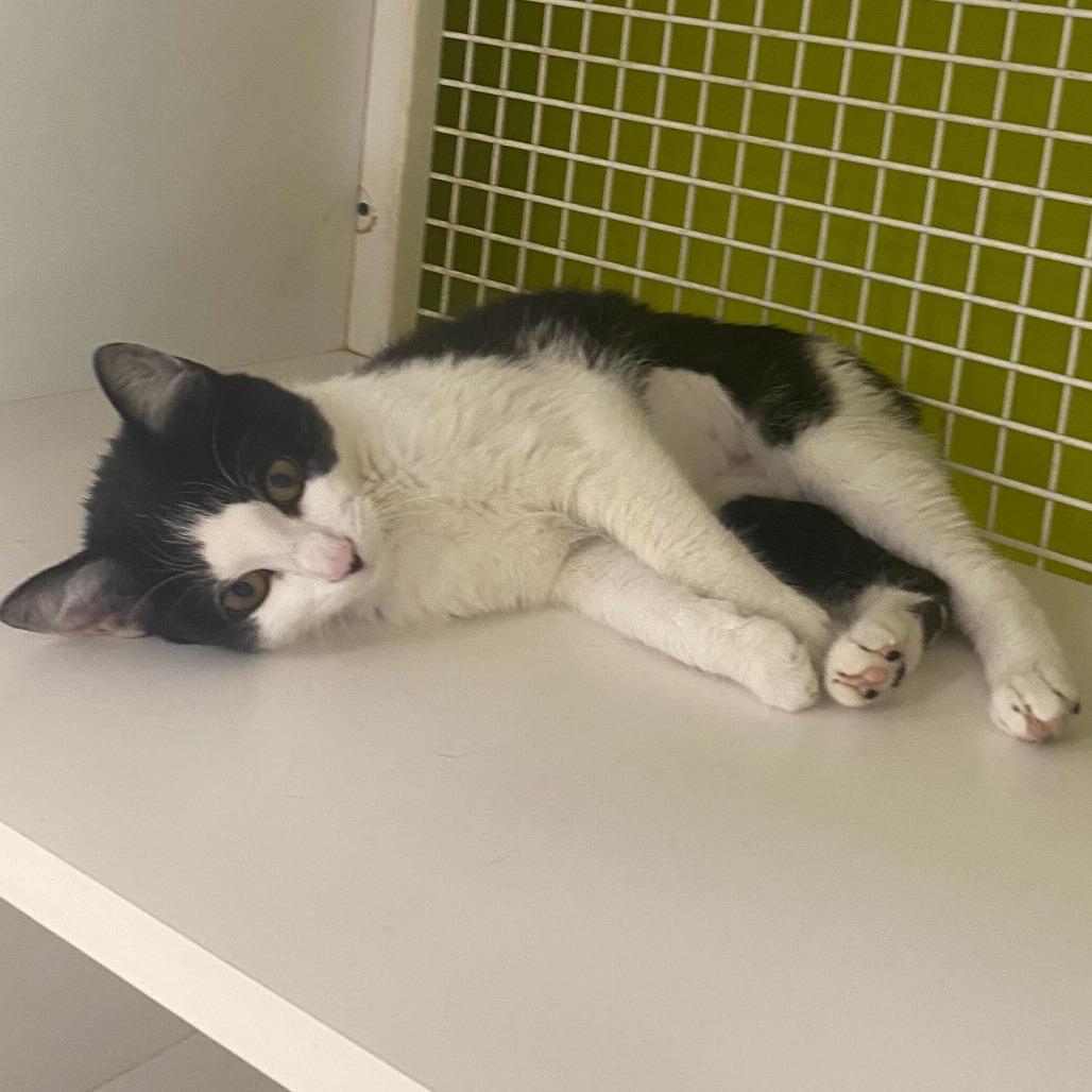 Enlarge Sylvie, a Adoptable Domestic Short Hair in Tallahassee, FL image 2/4