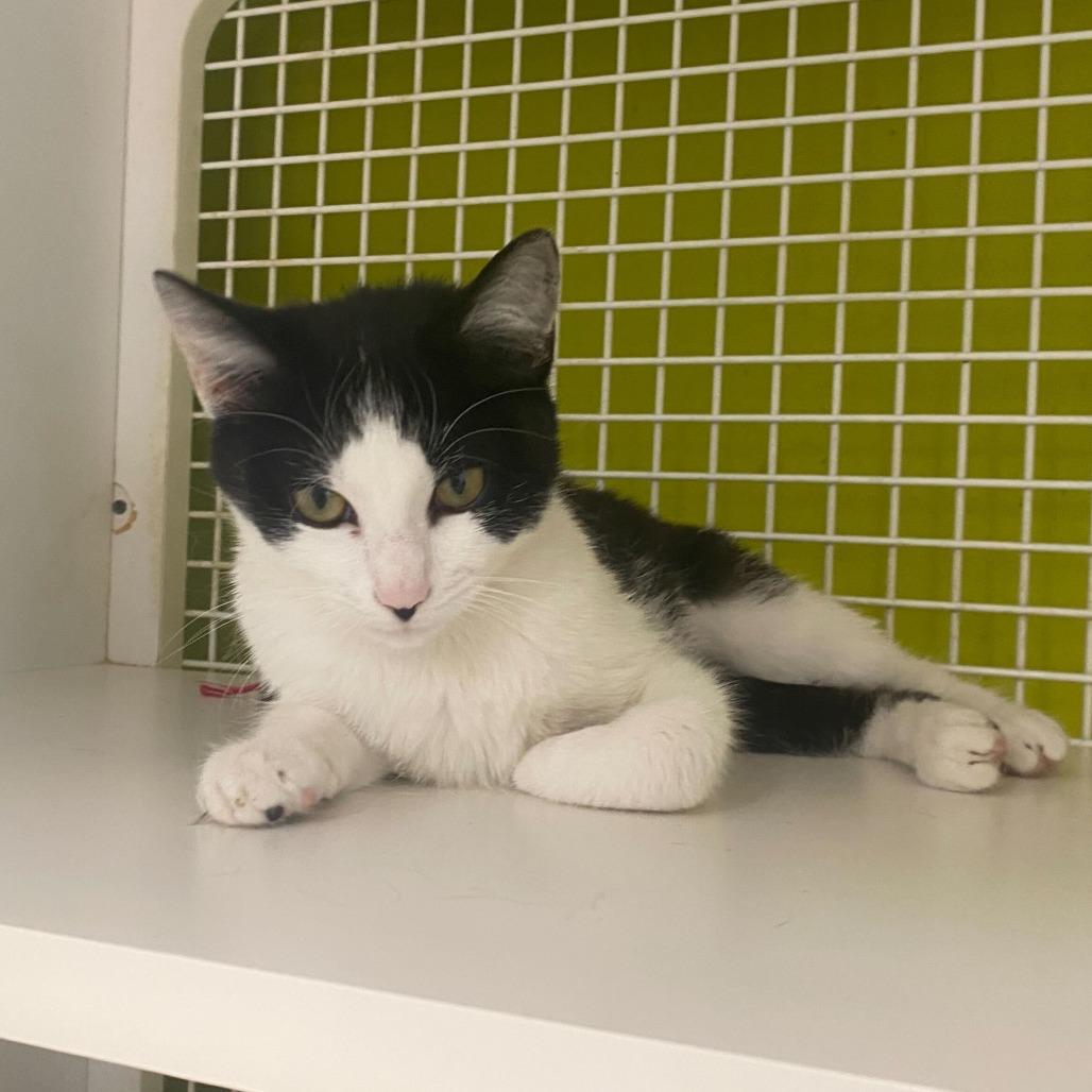 Enlarge Sylvie, a Adoptable Domestic Short Hair in Tallahassee, FL image 4/4