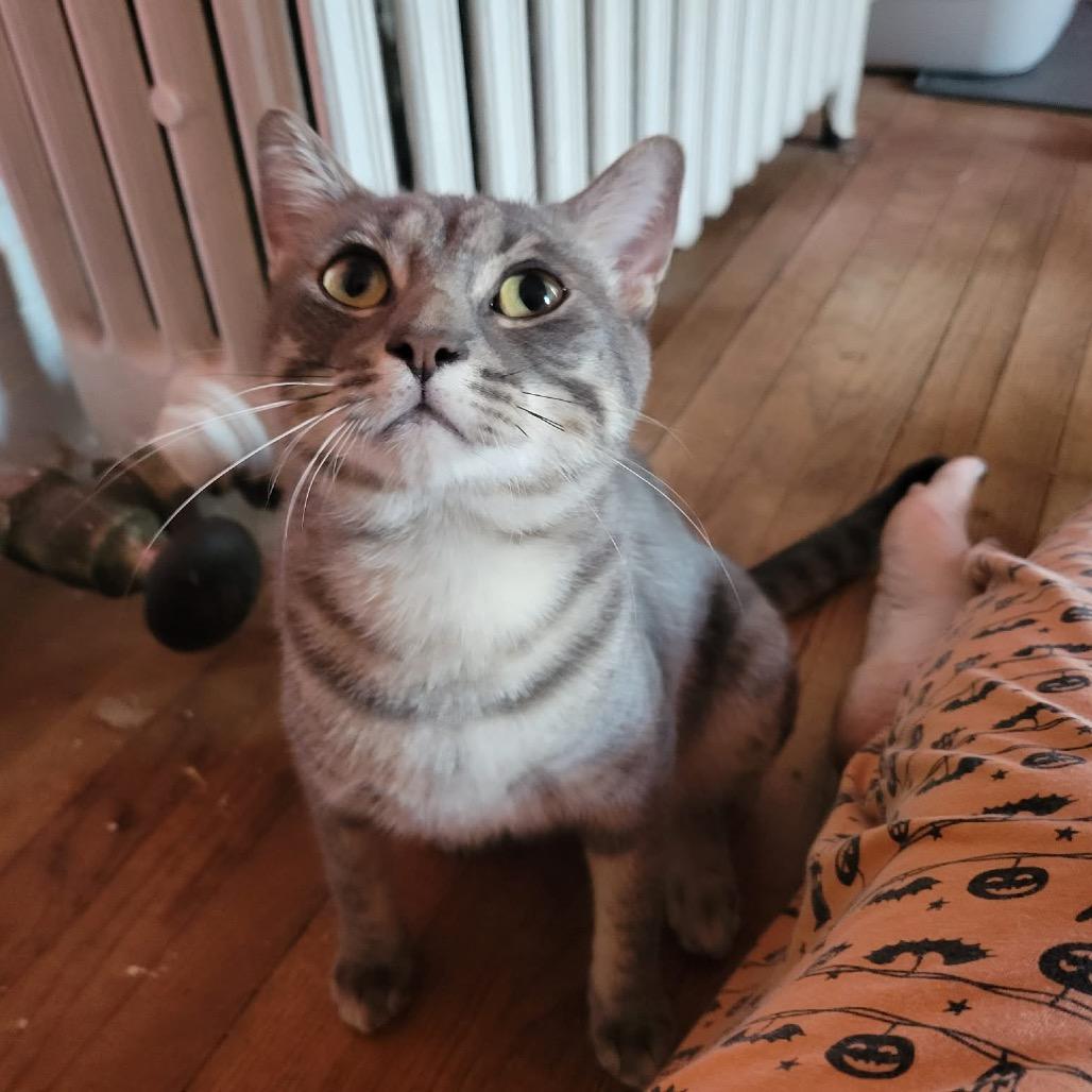 Enlarge Teddy, a Adoptable Domestic Short Hair in Monroe, MI image 1/3