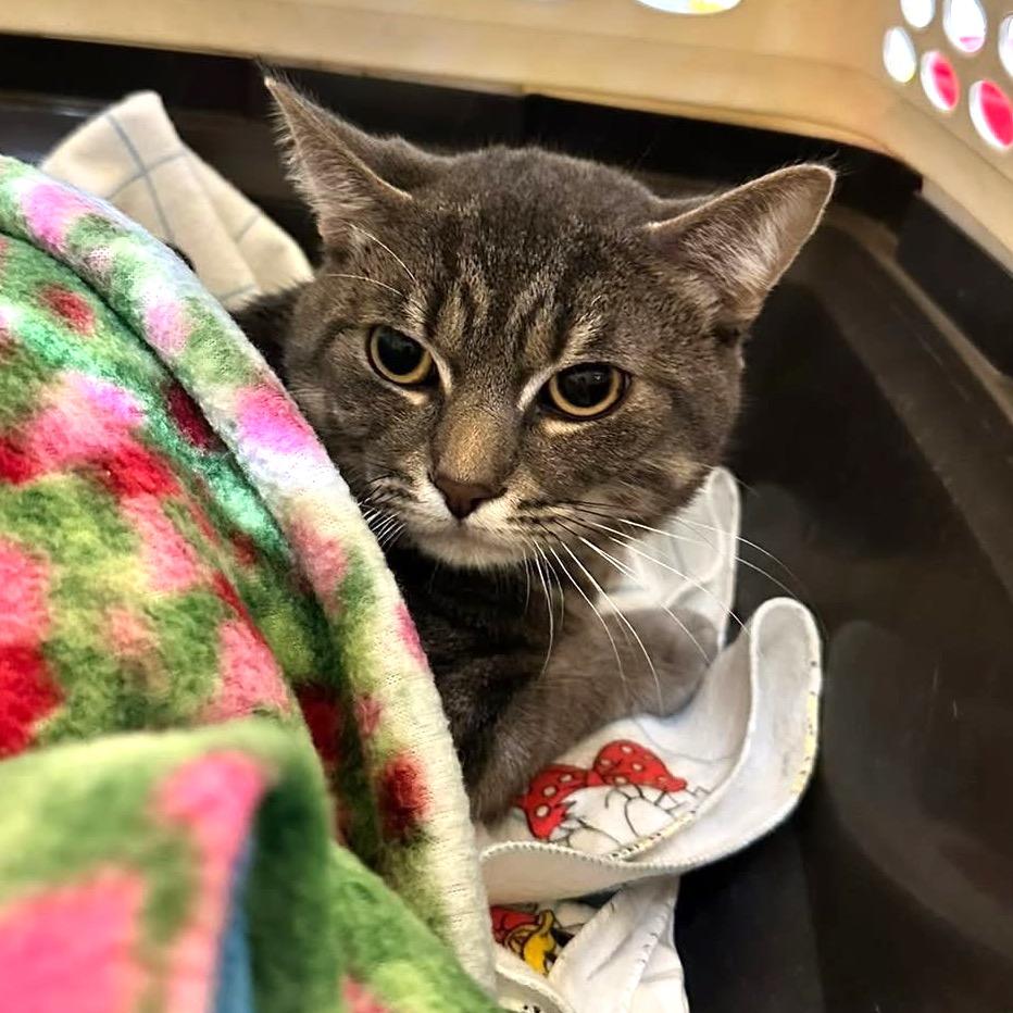 Enlarge Teddy, a Adoptable Domestic Short Hair in Monroe, MI image 2/3