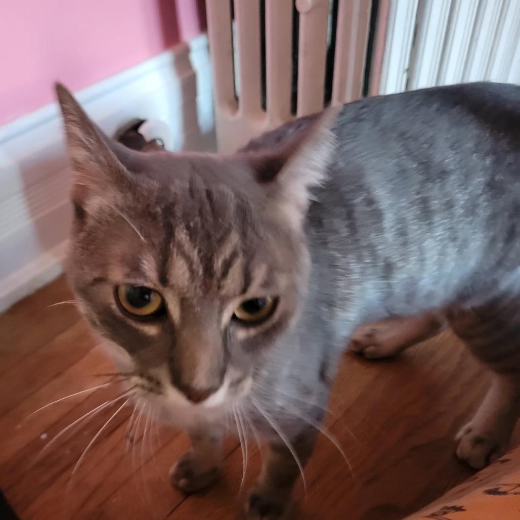 Enlarge Teddy, a Adoptable Domestic Short Hair in Monroe, MI image 3/3