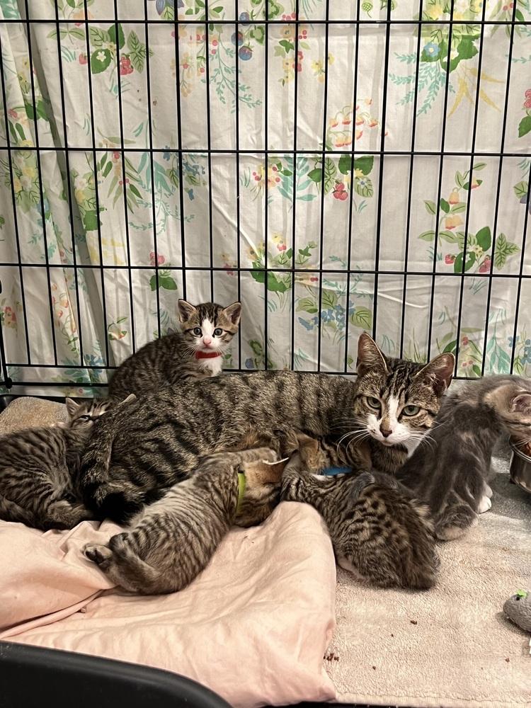 Phoebe, Adoptable, Adult Female Domestic Short Hair.