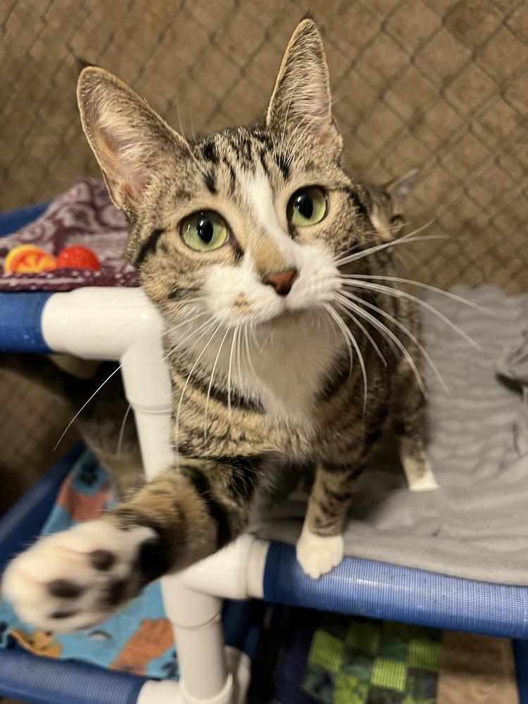 Enlarge Phoebe, a Adoptable Domestic Short Hair in Bolton, CT image 2/5