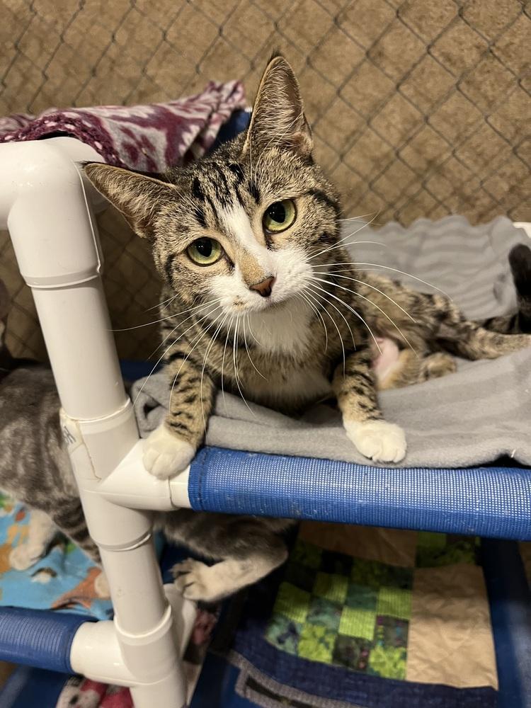 Enlarge Phoebe, a Adoptable Domestic Short Hair in Bolton, CT image 3/5