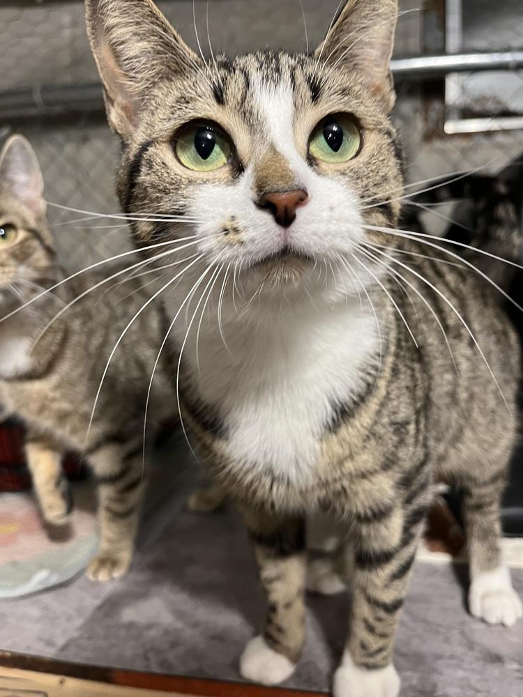 Enlarge Phoebe, a Adoptable Domestic Short Hair in Bolton, CT image 4/5