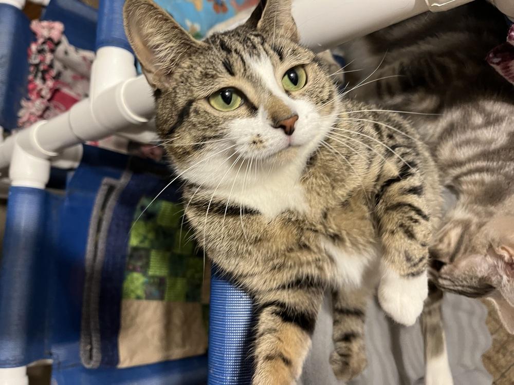 Enlarge Phoebe, a Adoptable Domestic Short Hair in Bolton, CT image 5/5