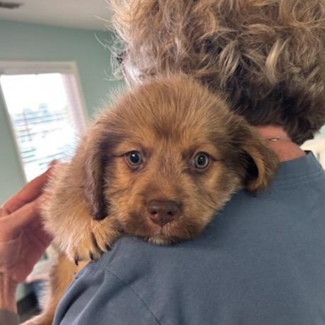 Enlarge Navene, a Adoptable mixed breed in Winston Salem, NC image 2/6