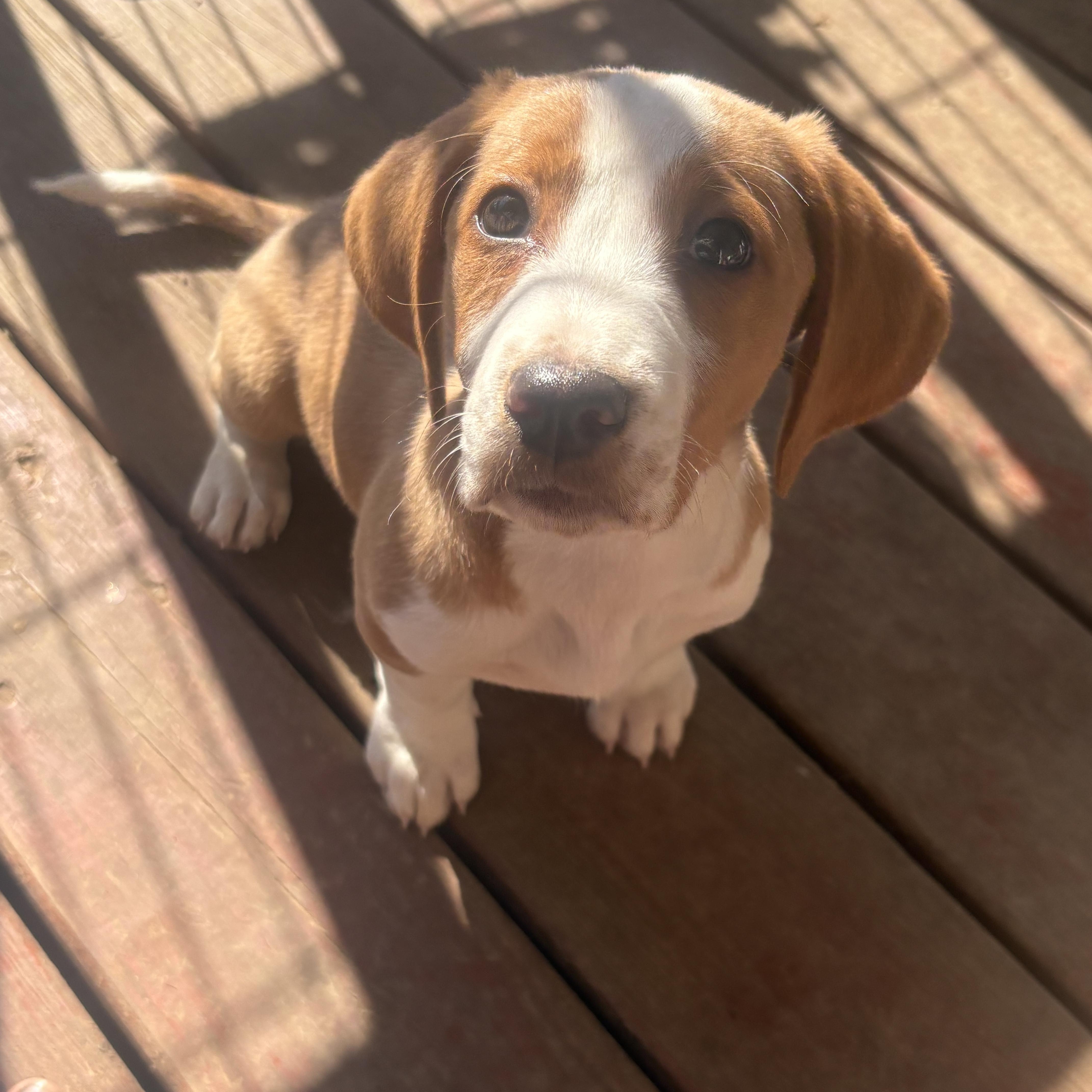 Willy , an adopted mixed breed in Knoxville, TN image 3/5