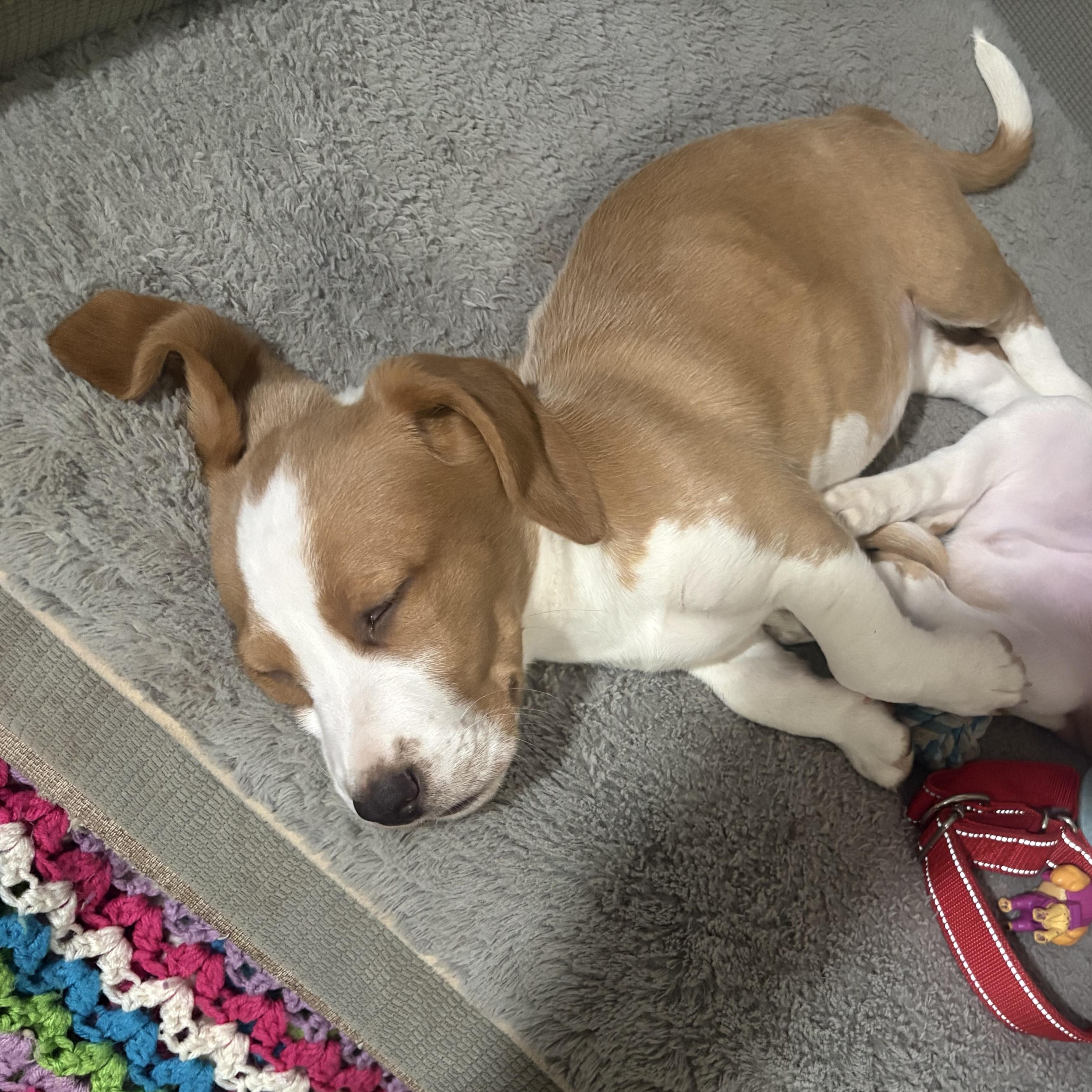 Willy , an adopted mixed breed in Knoxville, TN image 5/5