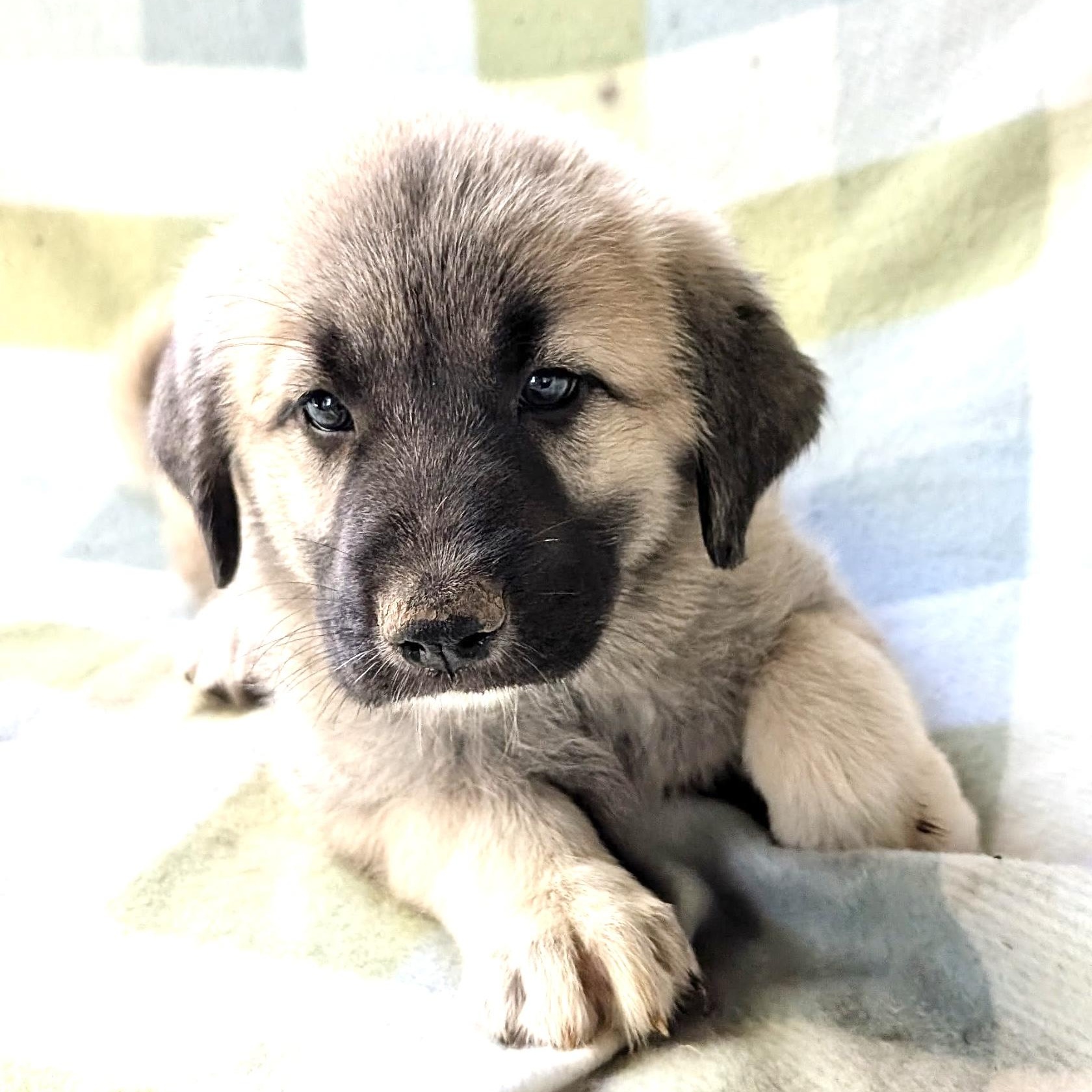 Madeline Mermaid, Adopted, Puppy Female Anatolian Shepherd & Great Pyrenees.