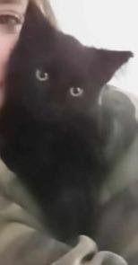 Rowena, Adoptable, Adult Female American Shorthair.