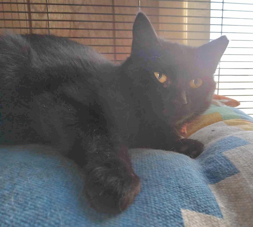Rowena, Adoptable, Adult Female American Shorthair.