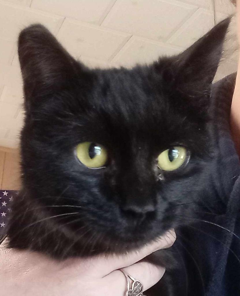 Enlarge Rowena, a Adoptable American Shorthair in Hagaman, NY image 3/3