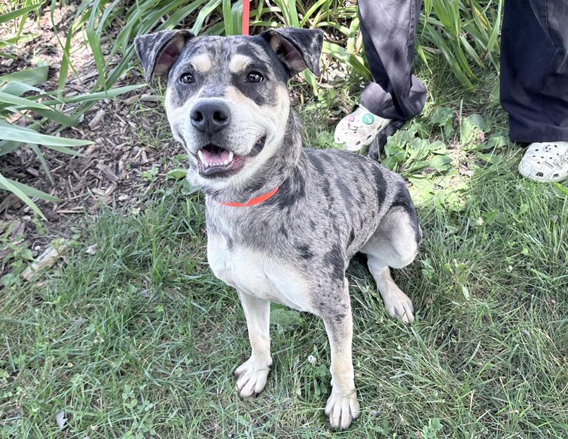 Enlarge Franklin, a ADOPTABLE mixed breed in Columbus, IN image 2/2