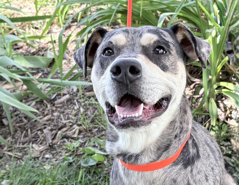 Enlarge Franklin, a ADOPTABLE mixed breed in Columbus, IN image 1/2
