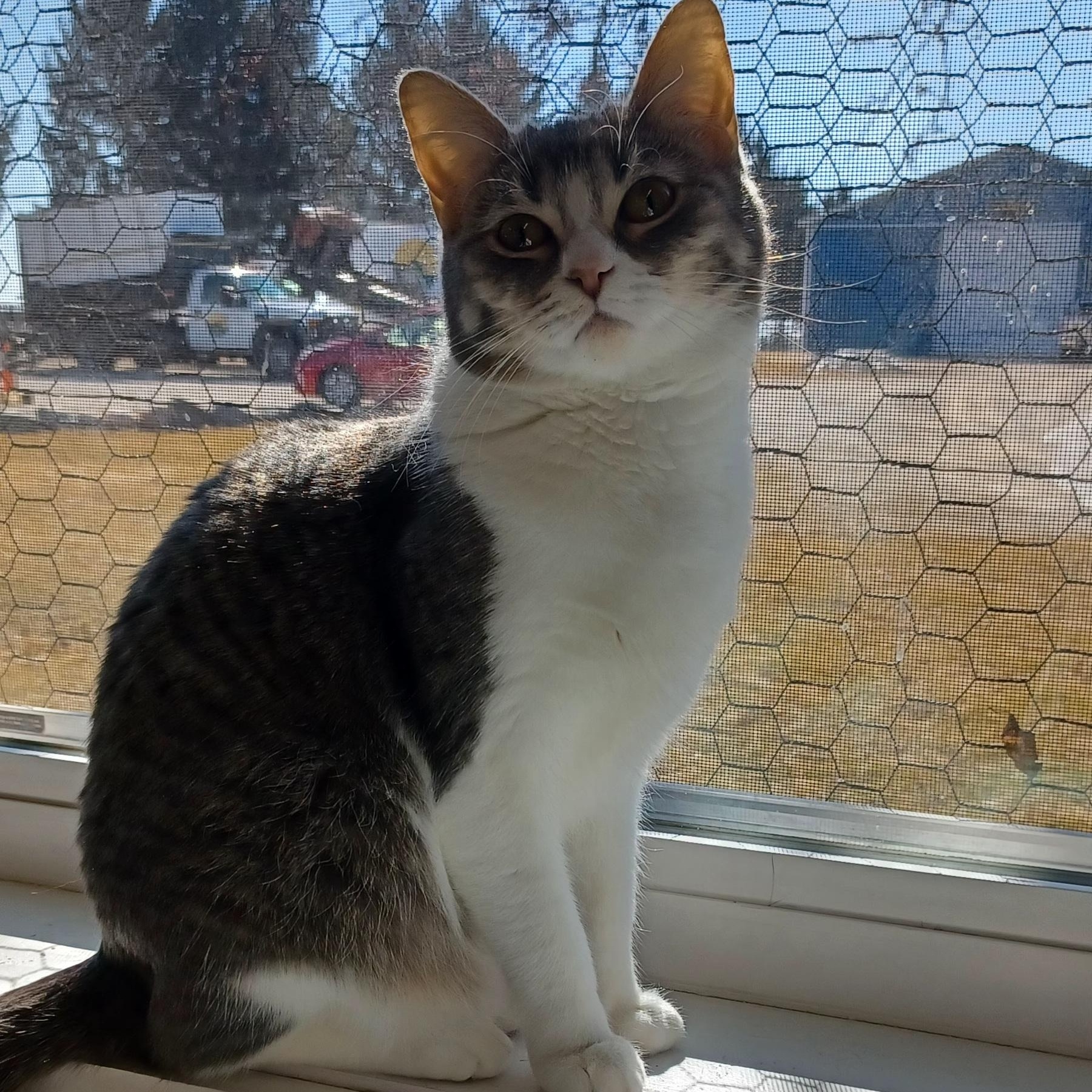 Tricia, Adoptable, Young Female Domestic Short Hair.