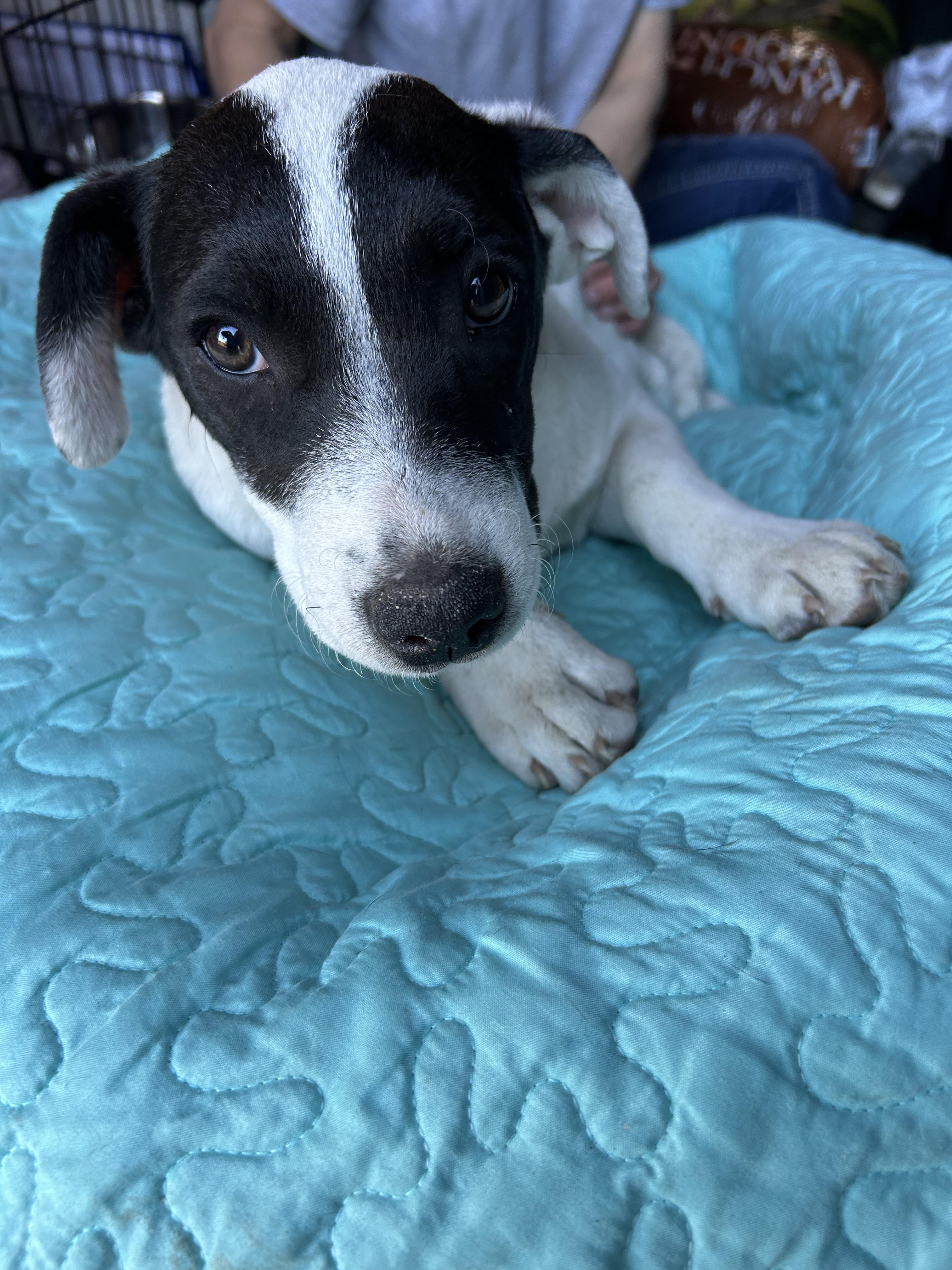 Elizabeth thumbnail 3