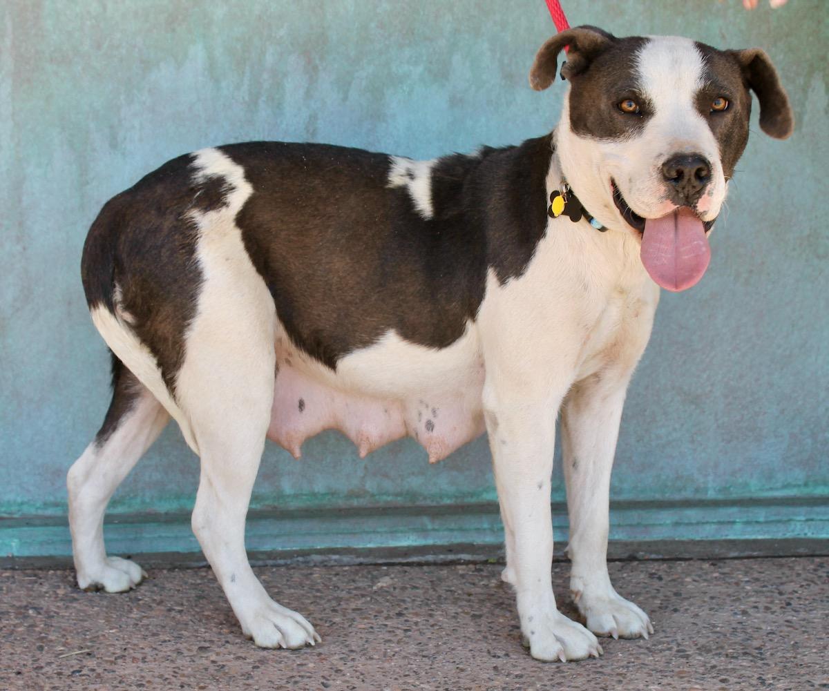 Nala, a ADOPTABLE mixed breed in Albuquerque, NM image 5/6