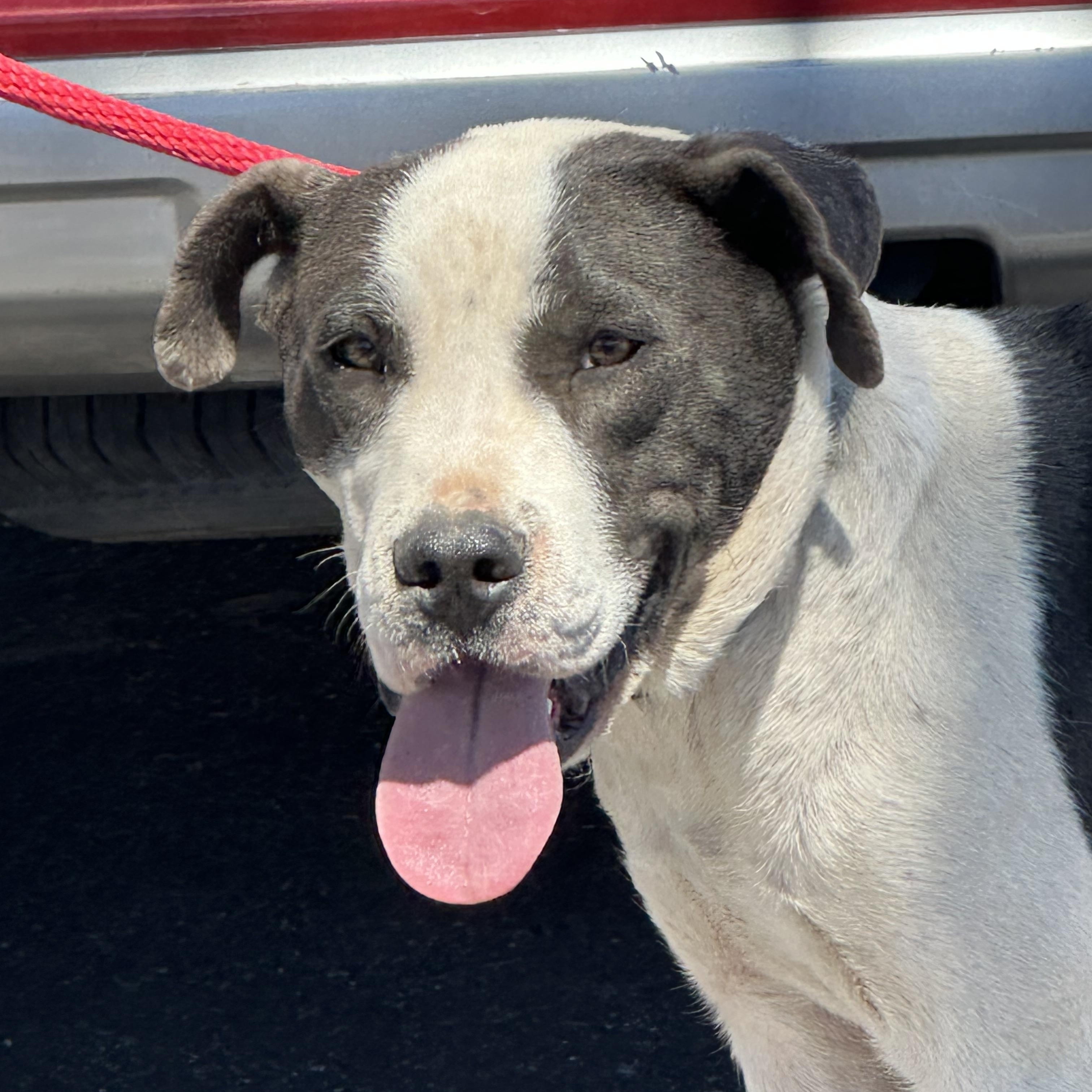 Nala, a ADOPTABLE mixed breed in Albuquerque, NM image 4/6