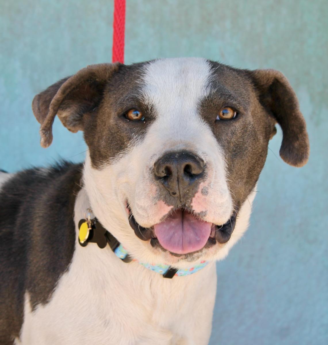 Nala, ADOPTABLE, Adult Female American Staffordshire Terrier.