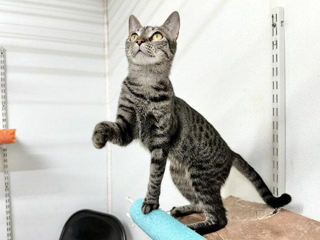 Enlarge Jeanie Stripes, a Adoptable Domestic Short Hair in Winton, NC image 1/3