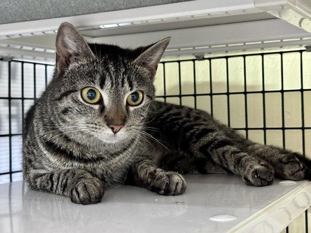 Enlarge Jeanie Stripes, a Adoptable Domestic Short Hair in Winton, NC image 1/1