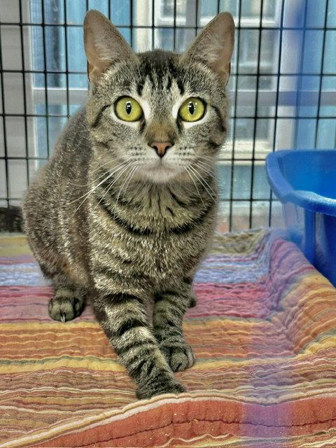Enlarge Jeanie Stripes, a Adoptable Domestic Short Hair in Winton, NC image 3/3