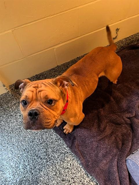 MARIO, Adoptable, Young Male American Bulldog & Mixed Breed.