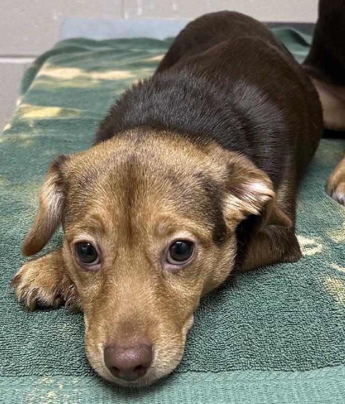 Lydia, ADOPTABLE, Puppy Female Chihuahua.