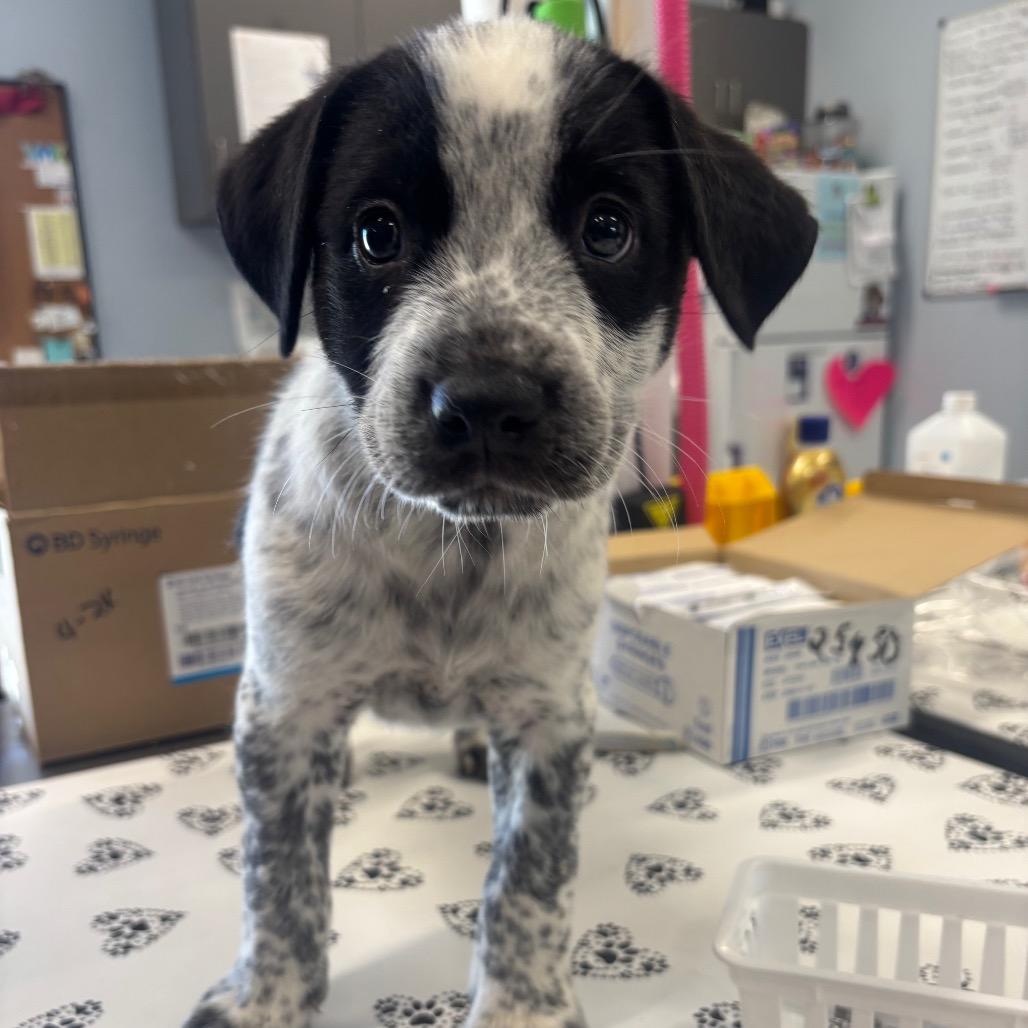 Japan, Adoptable, Young Male Mixed Breed.