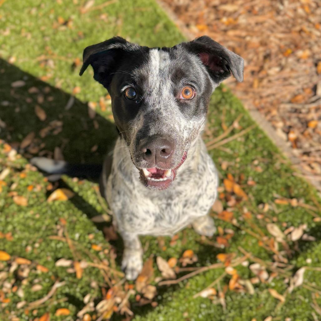 Enlarge Japan, a Adoptable Mixed Breed in Milton, FL image 2/2