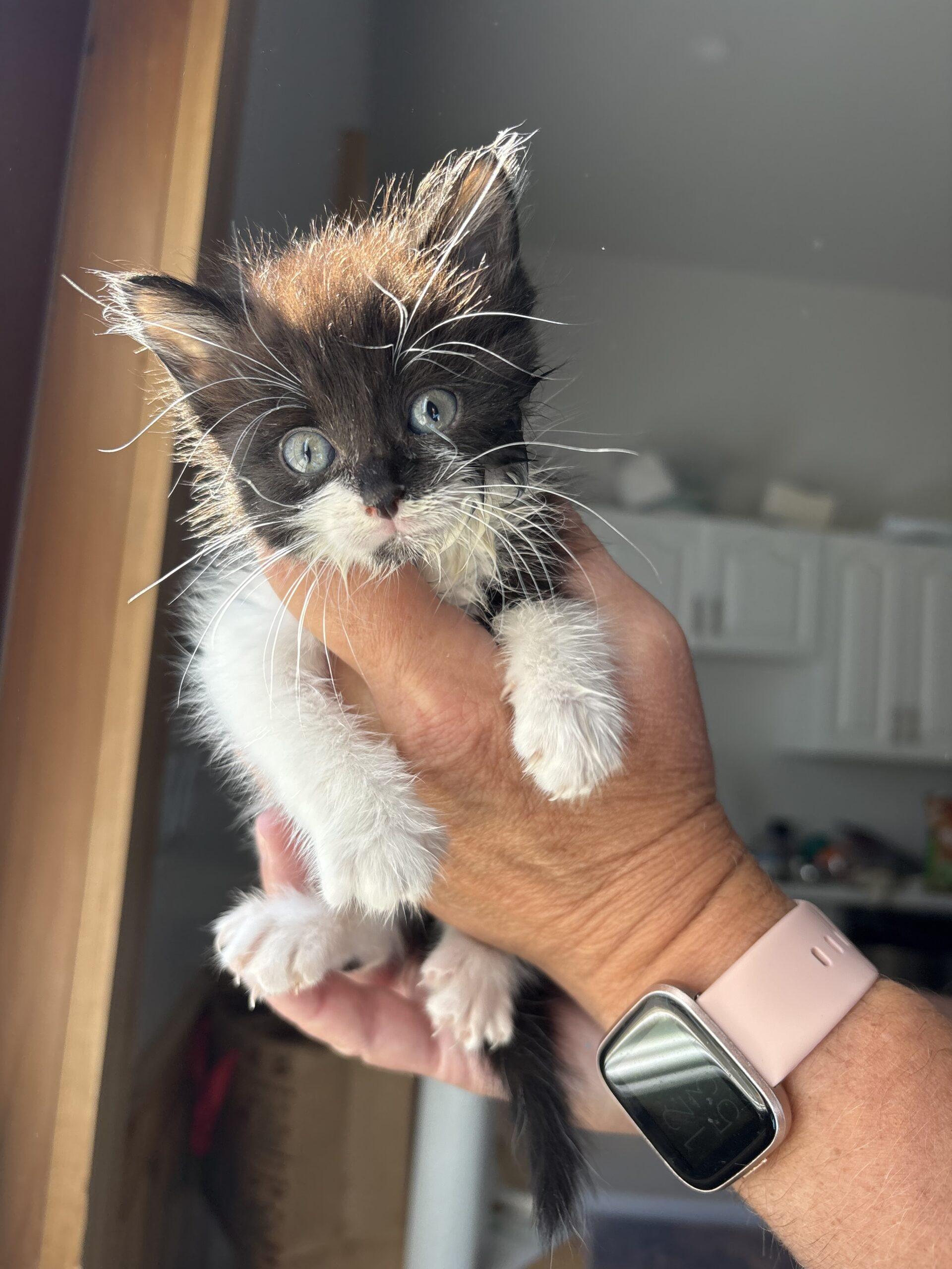 Enlarge Monica, a Adoptable Domestic Medium Hair in Vienna, ON image 3/3
