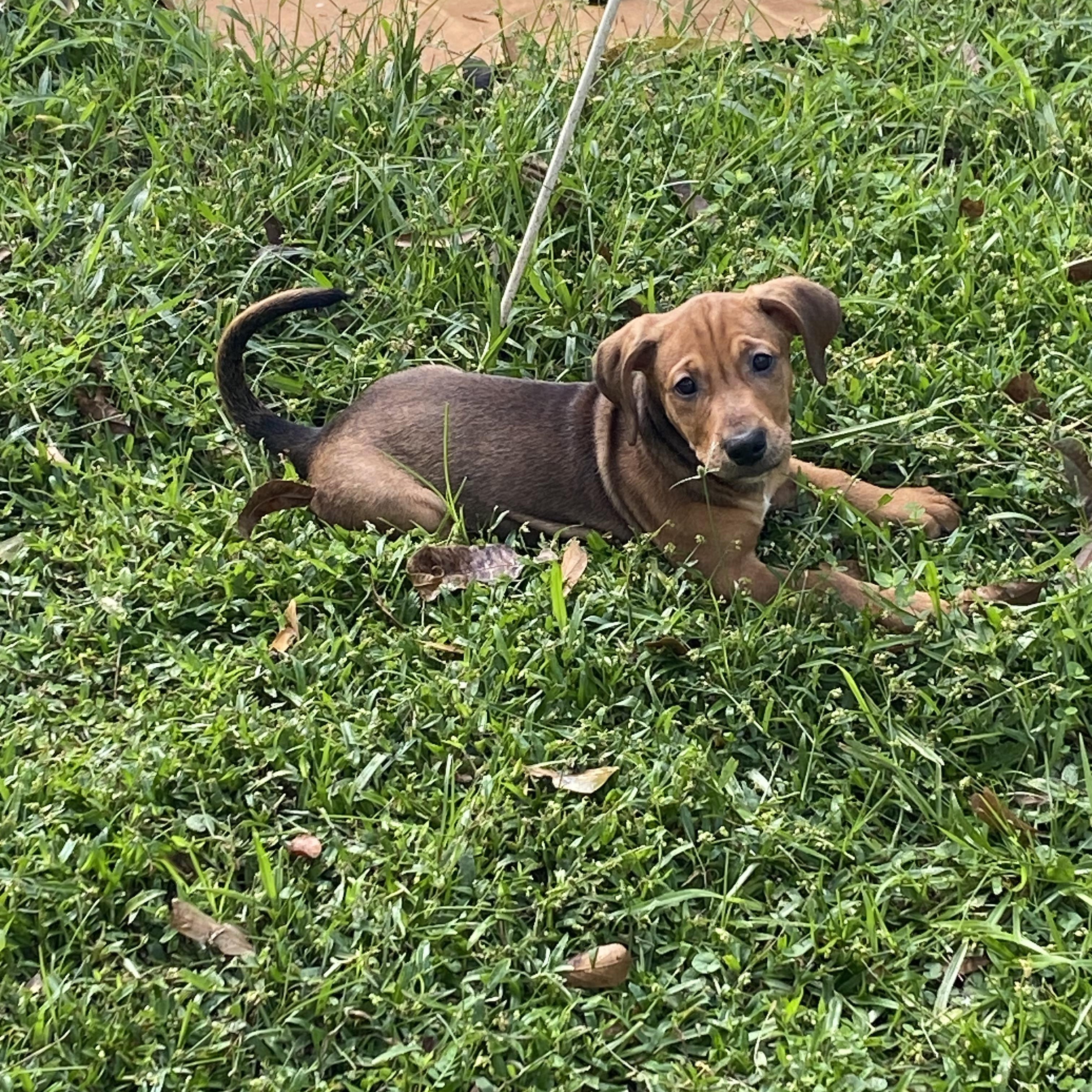 Enlarge Finn, a Adoptable mixed breed in Mobile , AL image 3/3