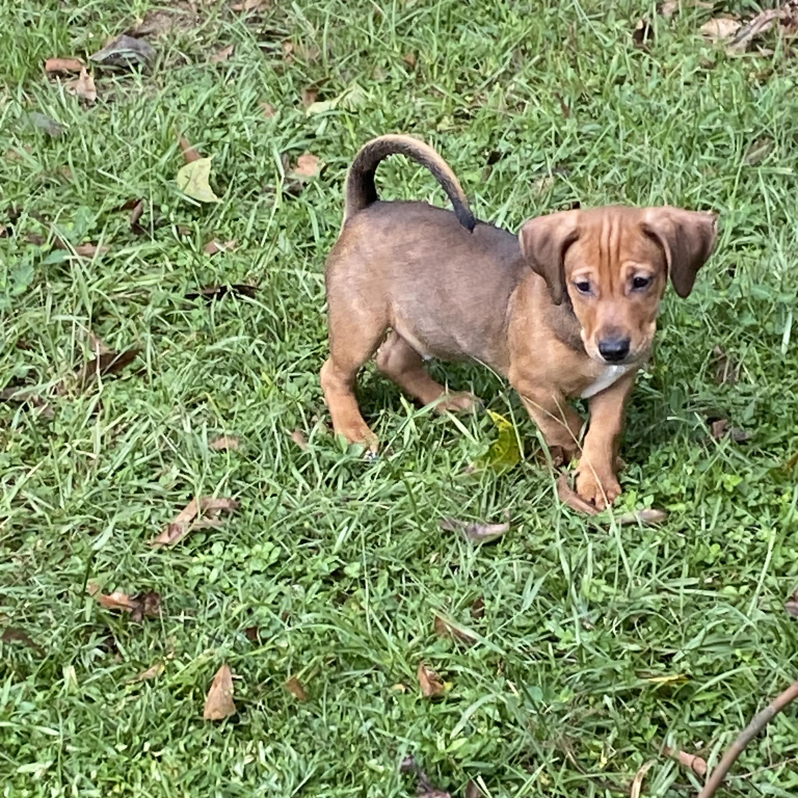 Enlarge Finn, a Adoptable mixed breed in Mobile , AL image 2/3
