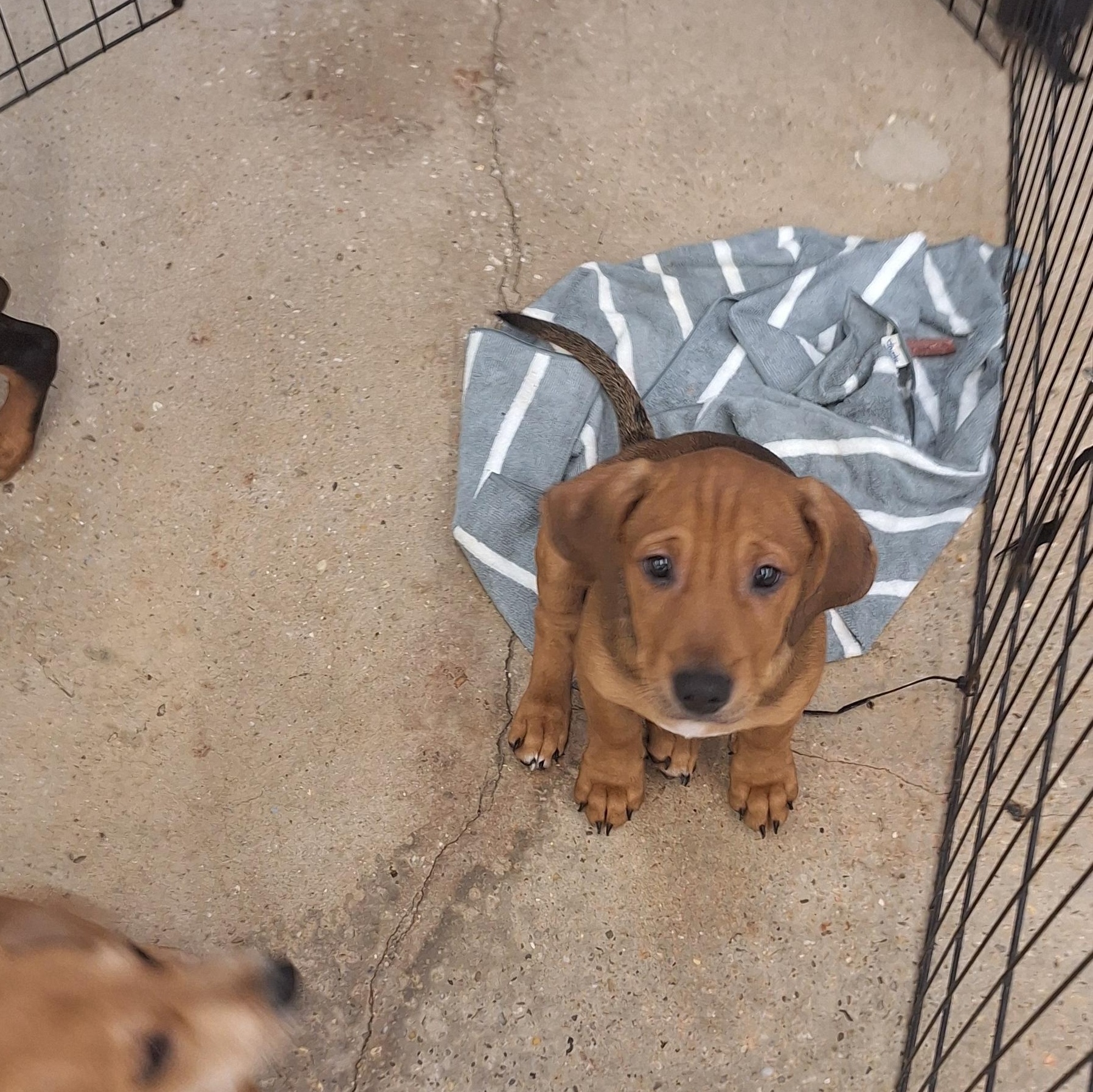 Finn, Adoptable, Puppy Male Hound.
