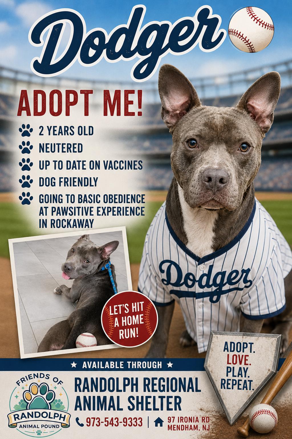 Enlarge Dodger, a ADOPTABLE mixed breed in Mendham, NJ image 3/3