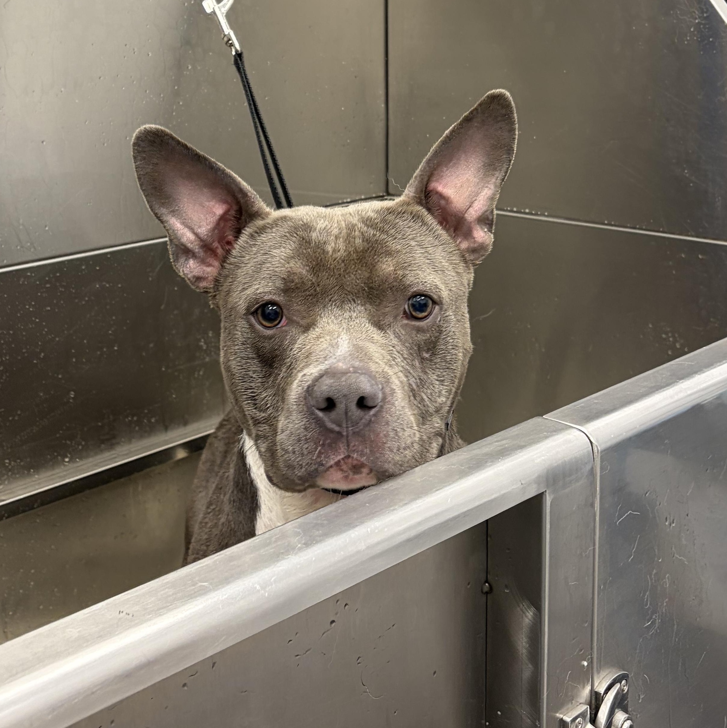 Dodger, ADOPTABLE, Young Male Pit Bull Terrier.