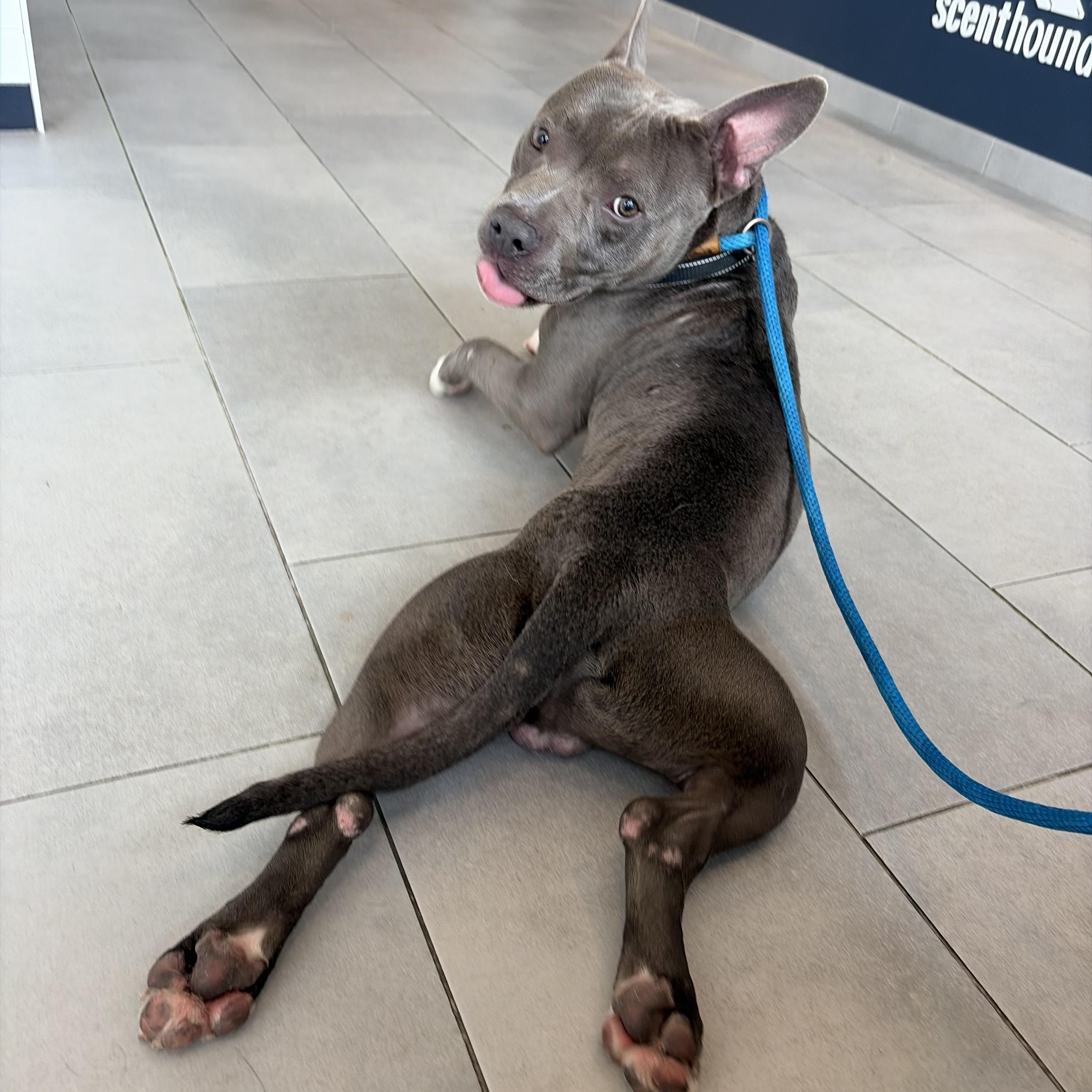 Dodger, a ADOPTABLE mixed breed in Mendham, NJ image 2/2