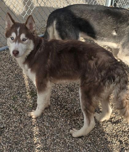 Enlarge Luigi, a Adoptable mixed breed in Willmar, MN image 1/2
