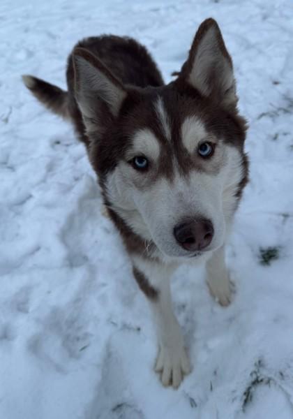 Enlarge Luigi, a Adoptable mixed breed in Willmar, MN image 2/2